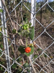 Malvaviscus arboreus drummondii