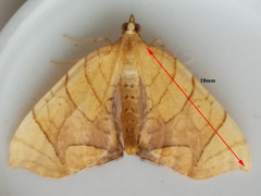 Eulithis gracilineata