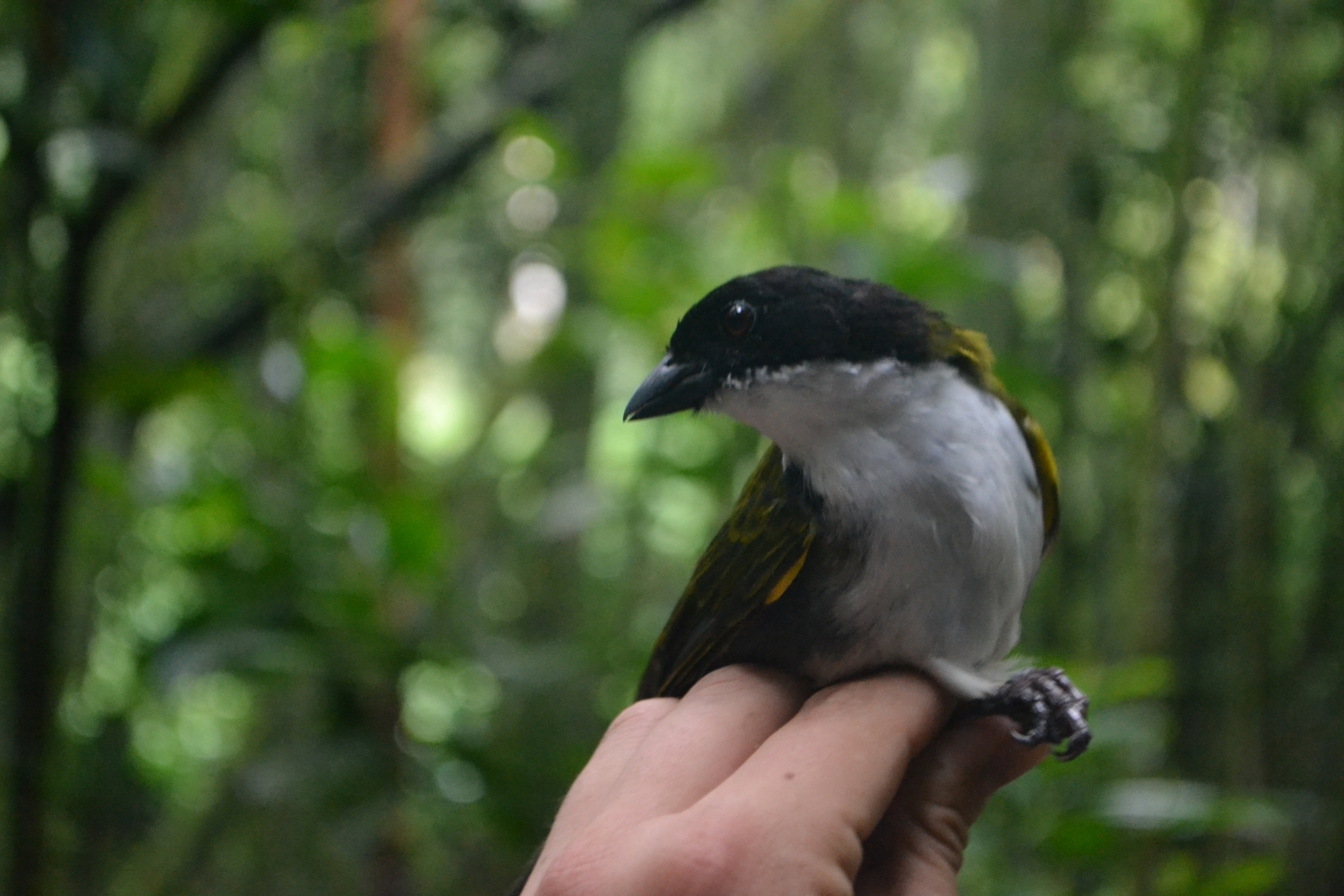 Black-headed Brushfinch (Arremon atricapillus), photo 4