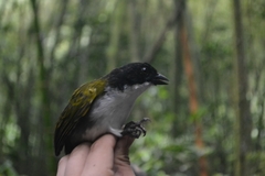 Arremon atricapillus