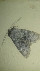 Polymixis flavicincta