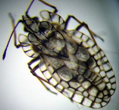 Galeatus inermis