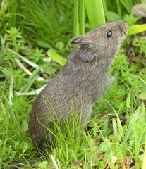 Southern African Vlei Rat photo 1