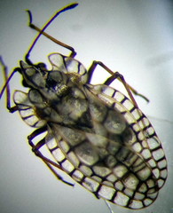 Galeatus inermis