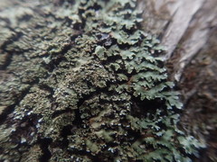 Physconia grumosa