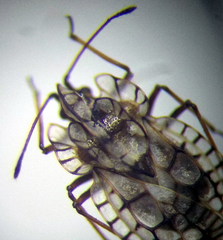 Galeatus inermis