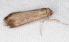 Tathorhynchus fallax