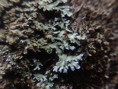 Physconia grumosa