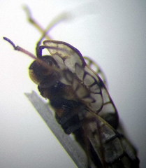 Galeatus inermis