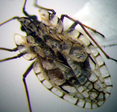 Galeatus inermis
