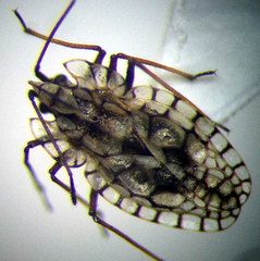 Galeatus inermis
