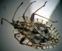 Galeatus inermis