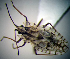 Galeatus inermis