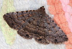 Diatenes aglossoides