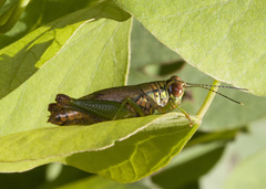 Leioscapheus