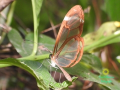 Greta morgane morgane