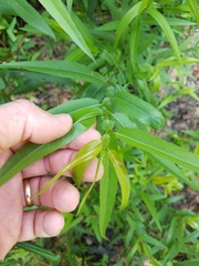Salix caroliniana