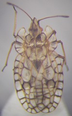 Galeatus inermis