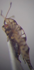 Galeatus inermis