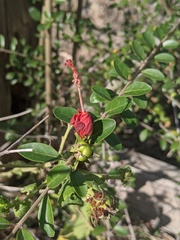 Malvaviscus arboreus drummondii