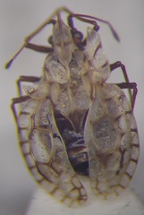 Galeatus inermis