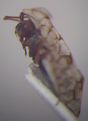 Galeatus inermis