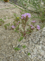 Phacelia pulchella