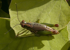 Leioscapheus