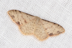 Idaea halmaea