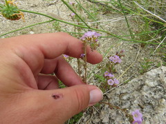 Phacelia pulchella