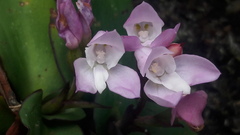 Disa rosea