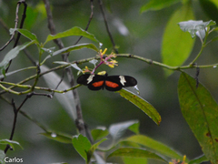 Heliconius hortense
