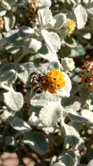 Copestylum fornax