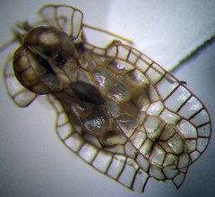 Galeatus spinifrons
