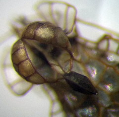 Galeatus spinifrons