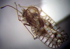 Galeatus spinifrons
