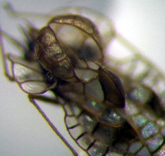 Galeatus spinifrons