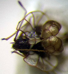 Galeatus spinifrons