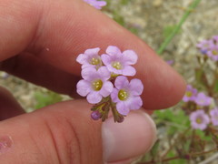 Phacelia pulchella