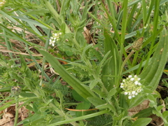 Lepidium heterophyllum