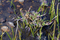 Pentameris densifolia