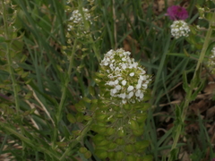 Lepidium heterophyllum