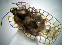 Galeatus spinifrons
