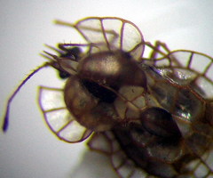 Galeatus spinifrons