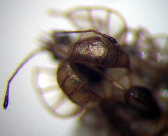 Galeatus spinifrons