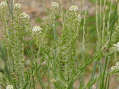 Lepidium heterophyllum