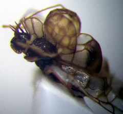 Galeatus spinifrons
