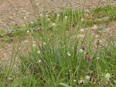 Lepidium heterophyllum