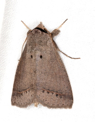 Pantydia capistrata