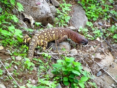 Heloderma exasperatum